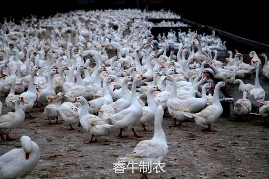 羽絨服生產(chǎn)基地 羽絨服生產(chǎn)基地