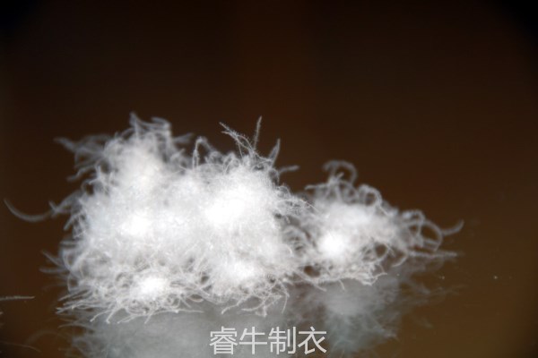 羽絨照片.jpg 羽絨照片.jpg